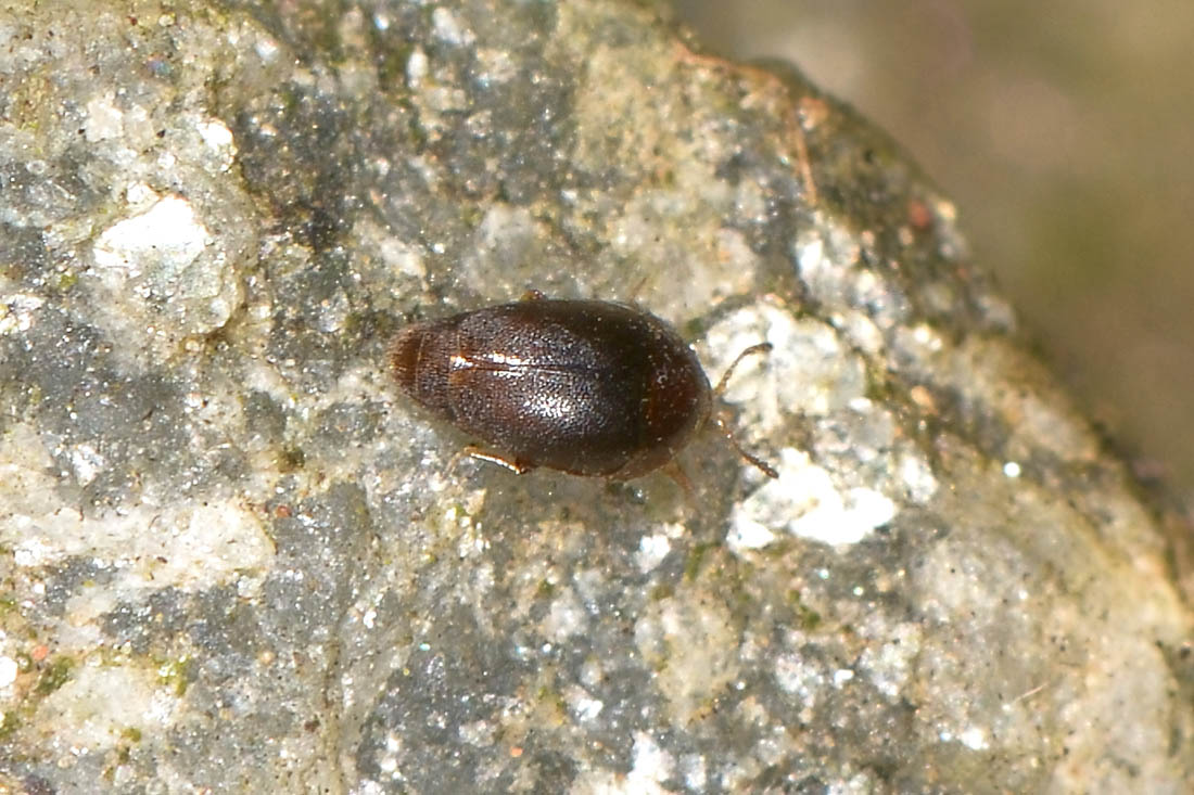 Corylophidae: Sericoderus lateralis? S